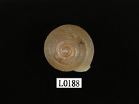 藏品(高腰盾蝸牛)的圖片